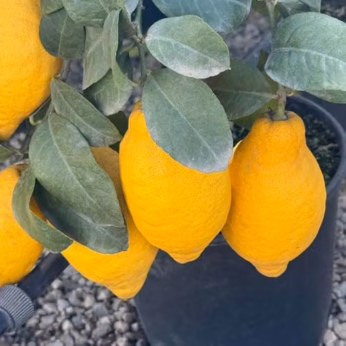YouGarden Citrus Lemon Fruit Tree with Fragrant Flowers in a 20cm Pot – 2