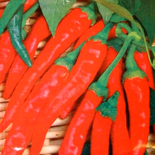 Meingartenshop Cayenne Pepper Vegetable Seeds, Red