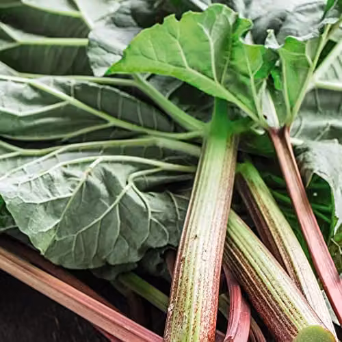 Thompson & Morgan Hardy Perennial Rhubarb Victoria Budded Piece – 3