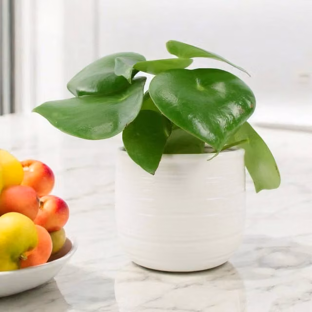 Plants by Post Peperomia Polybotrya Raindrop Indoor Houseplant in a 12cm Green Pot