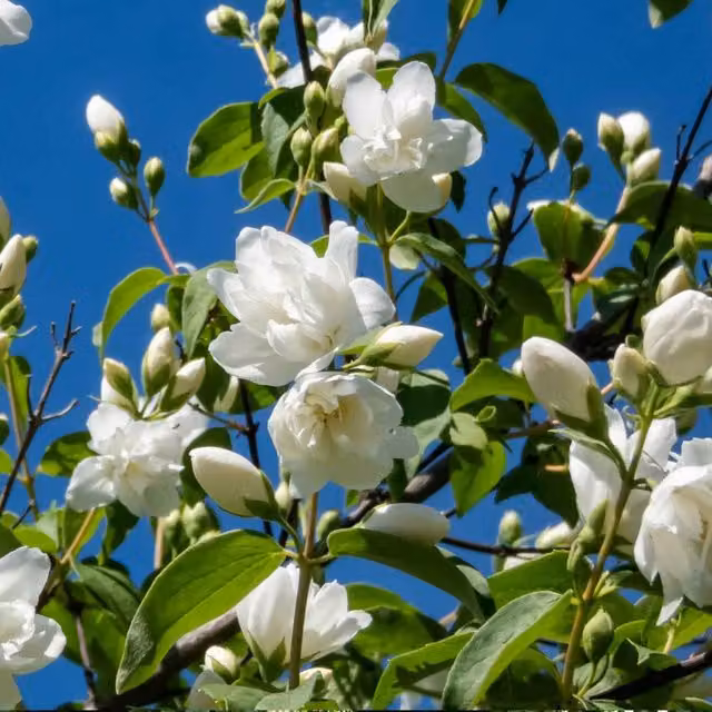 Marshalls Philadelphus Virginal Fragrant White Double-Flowered Ornamental Shrub
