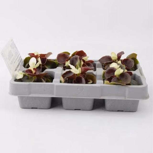 Plants By Post Begonia Semperflorens Bedding Plants, White and Bronze, 6 Pack