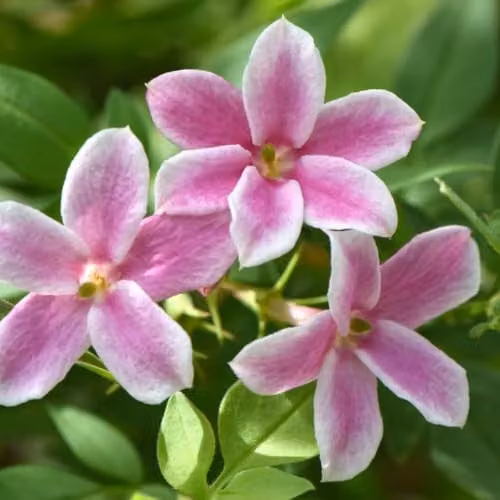 Thompson & Morgan Jasminum x stephanense Starry Starry Summer Scent Fragrant Bicolour Climbing Jasmine, 2 x 9cm Potted Plants