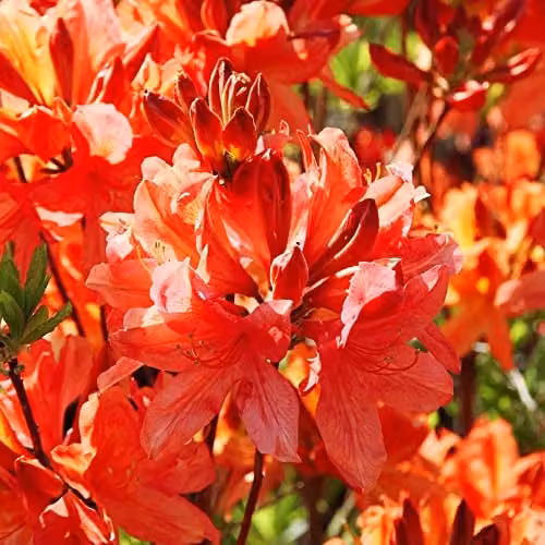 Thompson & Morgan Azalea Dwarf Orange Rhododendron Compact Spring Flowering Evergreen Hardy Shrub, Orange Blooms, 1x 9cm Potted Plant