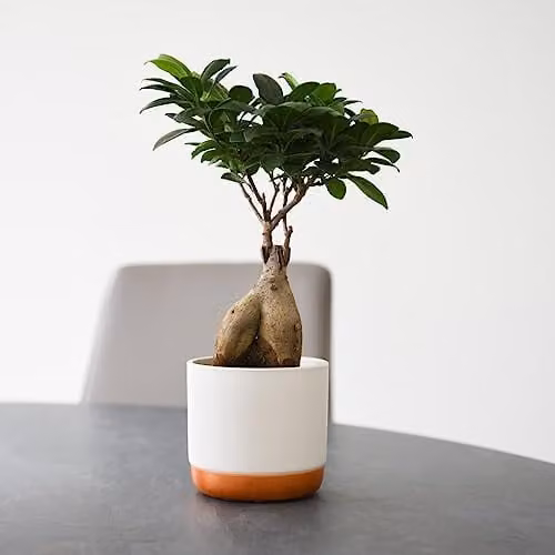 Thompson and Morgan Ficus microcarpa Ginseng Indoor Houseplant in a 9cm Pot, Green
