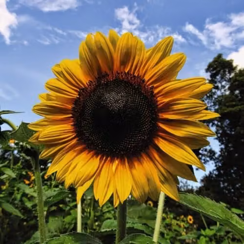 Thompson & Morgan Sunflower Russian Giant Seeds, Yellow, 45 Seeds