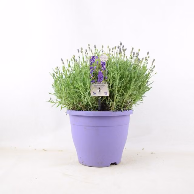 Plants by Post Lavender Essence Purple Hardy Perennial Outdoor Plant in 5L Pot