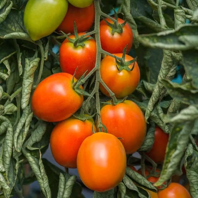 Marshalls Garden Sungold Honeycomb Cherry Tomato Seeds, Sweet Golden-Orange Variety, 15 Seeds