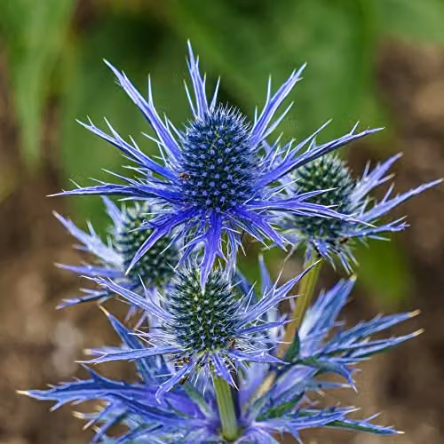 YouGarden 3 x Blue Sea Holly Eryngium planum 'Blue Hobbit' Perennial Plants in 9cm Pots