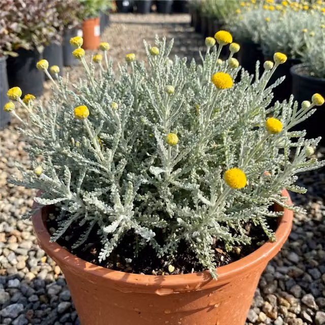 Plants by Post Santolina Ornamental Silver Shrub in 2L Pot