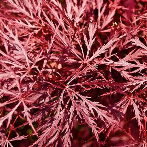 YouGarden Japanese Acer palmatum Dissectum Garnet Deciduous Ornamental Tree with Red Purple Foliage in a 3L Pot – 2