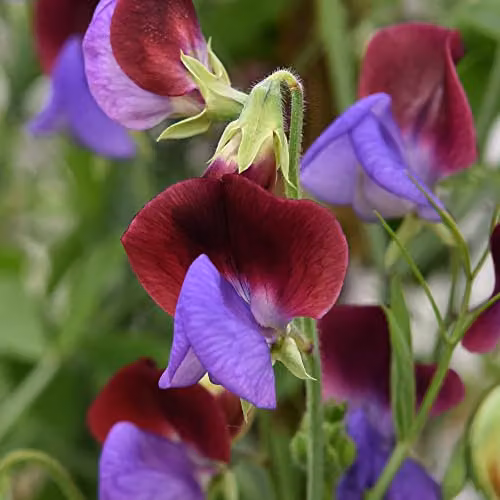 Thompson and Morgan Grandiflora Sweet Pea Seeds Matucana Heirloom Scented Bicolour Red and Purple Blooms, 1 Packet (Approx. 20 Seeds)