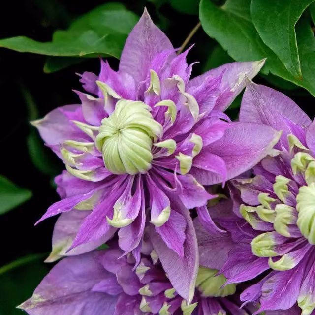 Marshalls Clematis Taiga Purple Perennial Flowering Climber