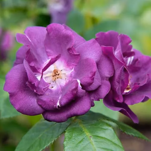 Thompson & Morgan Rose Rhapsody in Blue Floribunda Bare Root Plant with Dark Purple Fragrant Blooms