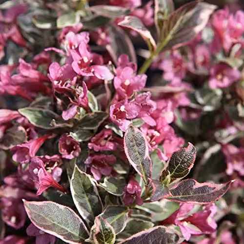 Thompson & Morgan Hardy Perennial Weigela Florida Monet Deciduous Flowering Ornamental Shrub, Pink, 3.5 Litre Pot