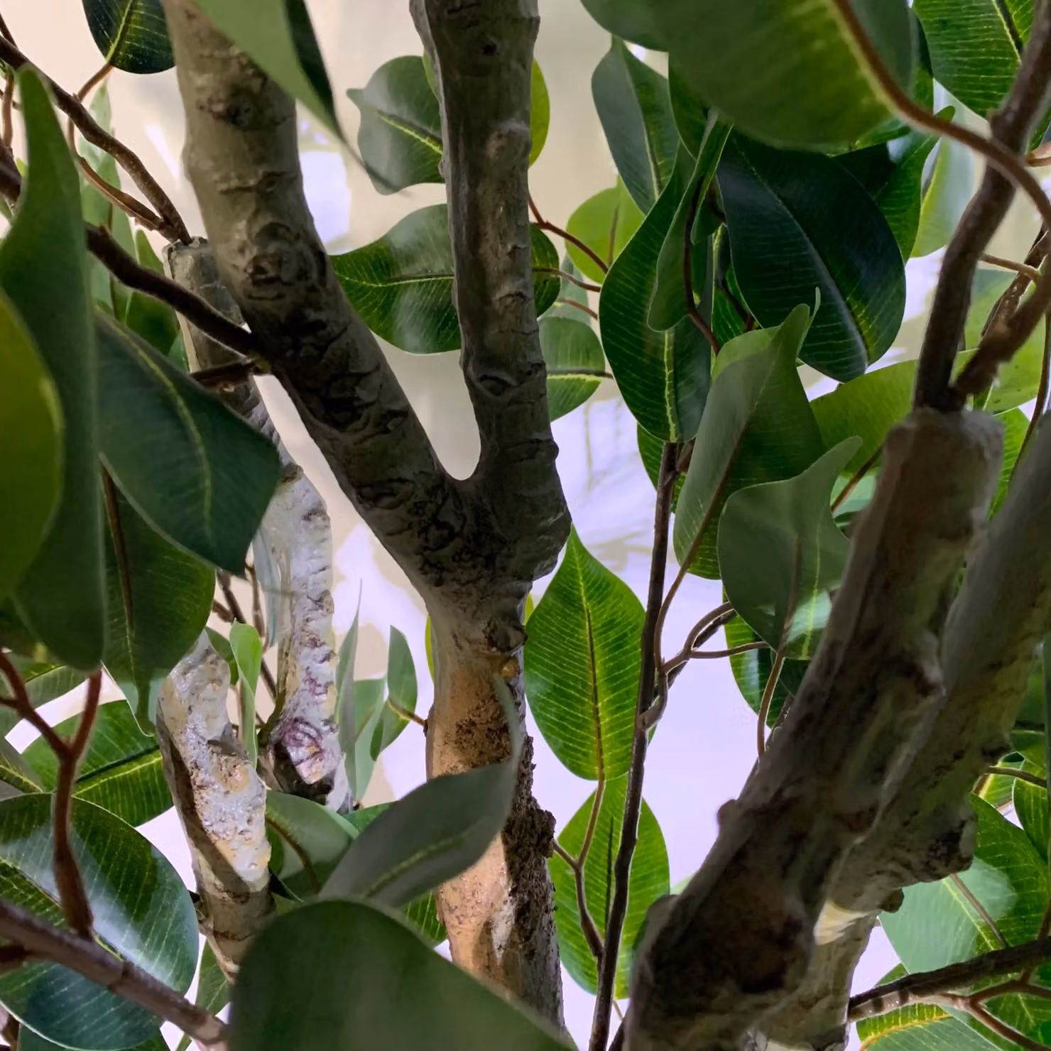 LeafUK 100cm Premium Artificial Ficus Twist Tree in Green – 4