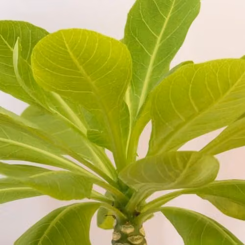 Thompson and Morgan Brighamia insignis Hawaiian Palm, Scented Indoor Perennial with Yellow Flowers, 1x 12cm Pot – 1