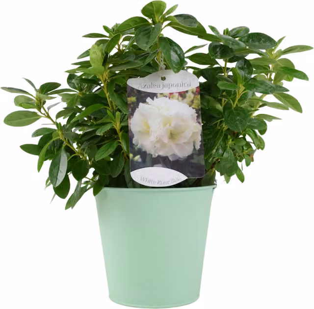 Plants By Post White Azalea Japonica Ornamental Shrub