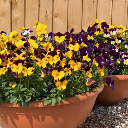 Thompson & Morgan Viola Pot Pourri Mixed Flower Seeds, Multicolour, 50 Seeds – 1