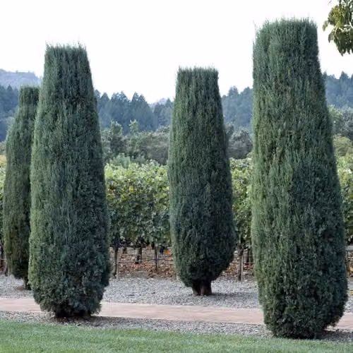 Thompson and Morgan Juniperus scopulorum Moonglow Silvery Green Upright Conifer Potted Plant 9cm – 3