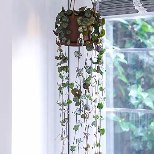 Thompson and Morgan String of Hearts Ceropegia Woodii Indoor Trailing House Plants, Set of 2 in 10cm Hanging Baskets – 5