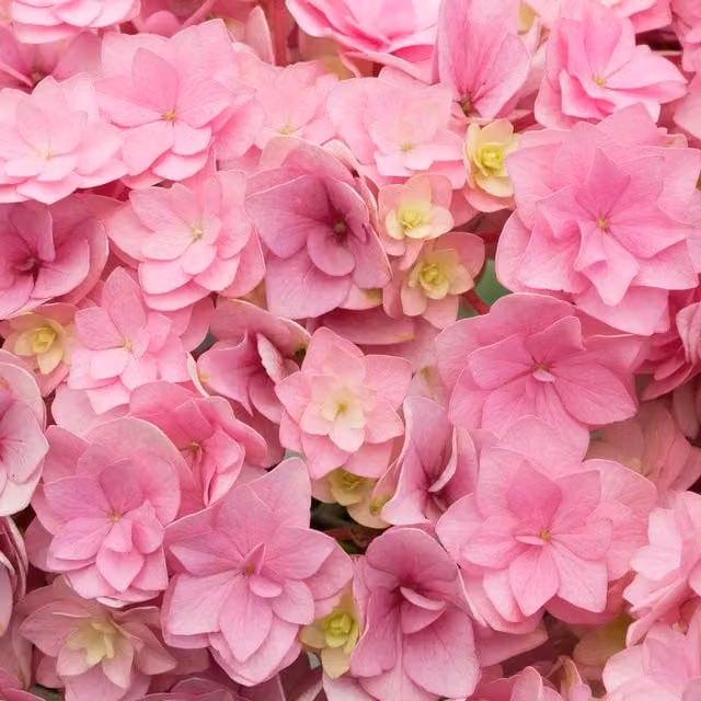 Marshalls Garden Hydrangea Together Double-Flowering Colour-Changing Ornamental Shrub, 9cm, White