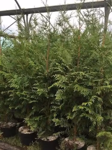 Direct Plants Thuja Plicata Gelderland Western Red Cedar Conifer Tree, Green, Height: 152.4 cm