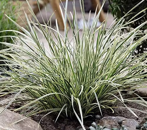 Thompson & Morgan Lomandra White Sands Hardy Evergreen Perennial, Pack of 3, 9cm Pots – 2