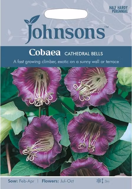 Johnsons Cobaea Cathedral Bells Climber Flower Seeds, Purple and Green