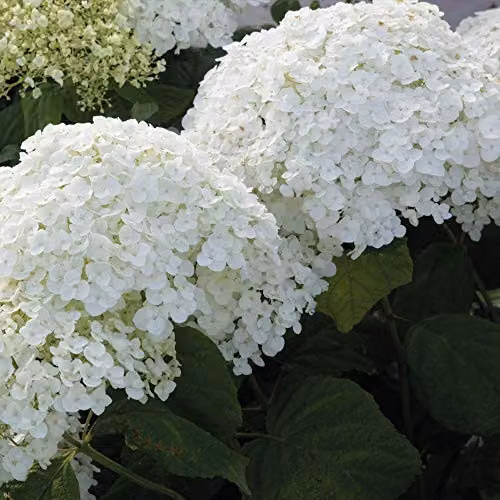 Thompson & Morgan Hardy Hydrangea Arborescens Strong Annabelle, White Deciduous Flowering Ornamental Shrub, 2 x 3L Pots – 2