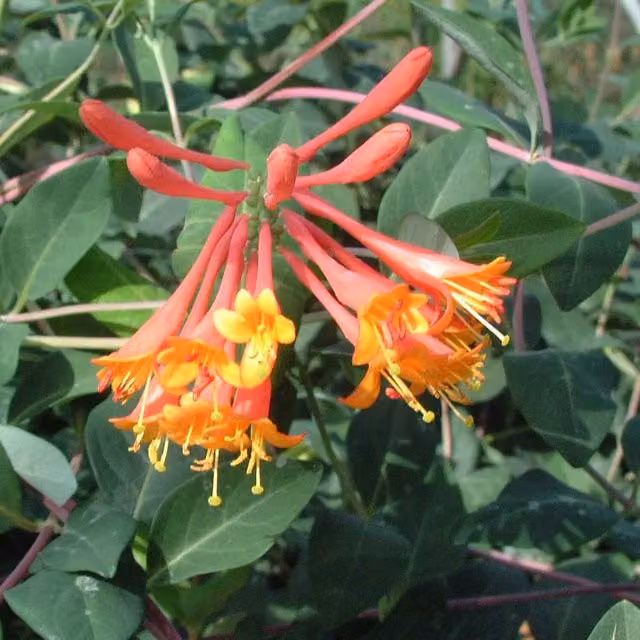 Plants By Post Lonicera Brownii Dropmore Scarlet Red Outdoor Climbing Plant