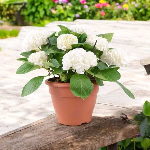Plants by Post White Hydrangea Ornamental Flowering Shrub in 25cm Pot