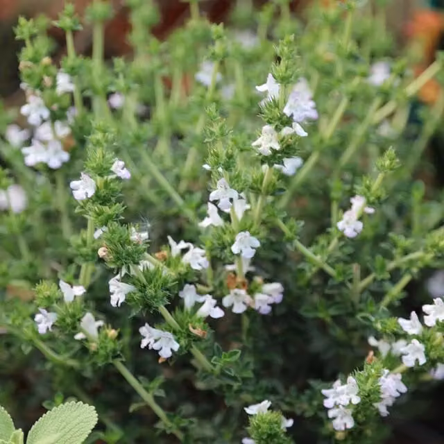 Primrose Winter Savory Satureja Montana Blue and White Potted Herb Garden Bedding Plant