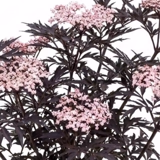 Plants by Post Sambucus Black Lace Elderberry Hardy Purple Ornamental Shrub, 3L Pot