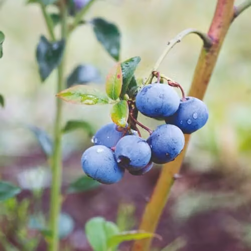 Thompson and Morgan Organic Bluecrop Blueberry Self-Fertile Mid-Season Fruit Bush, 2 x 2 l Pots – 2