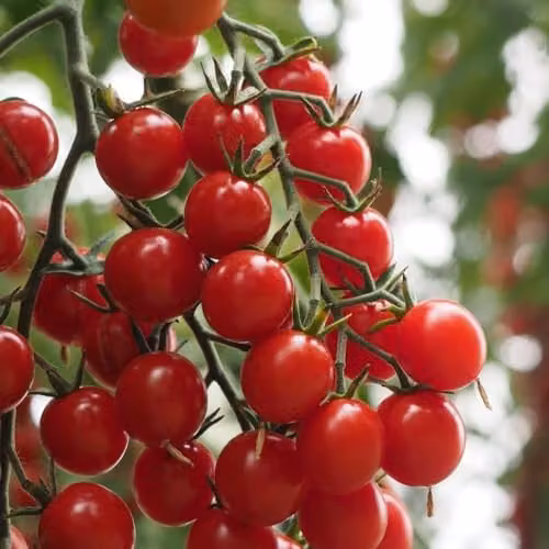 Thompson & Morgan Tomato Crokini F1 Red Cherry Vegetable Seeds – 2