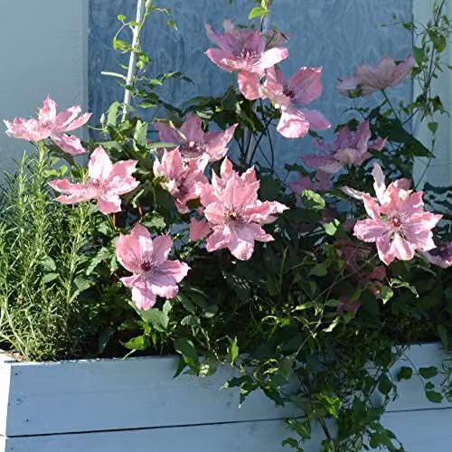 Thompson and Morgan Clematis Sarah Elizabeth Compact Deciduous Climbing Shrub with Pink Blooms, 3-Litre Potted Plant – 2
