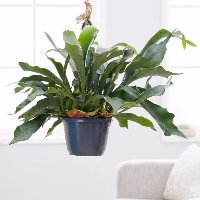 Primrose Platycerium Bifurcatum Common Staghorn Fern in a Green Hanging Basket