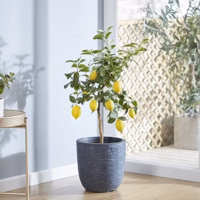 Thompson & Morgan Lemon Citrus Indoor Fruit Tree