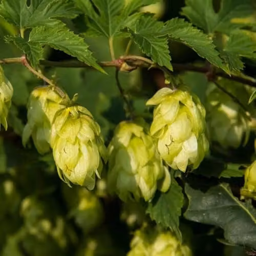 Thompson & Morgan 2x Humulus lupulus Hardy Garden Climber Hop Plants, Summer Flowering Perennial, 9cm Pot – 2