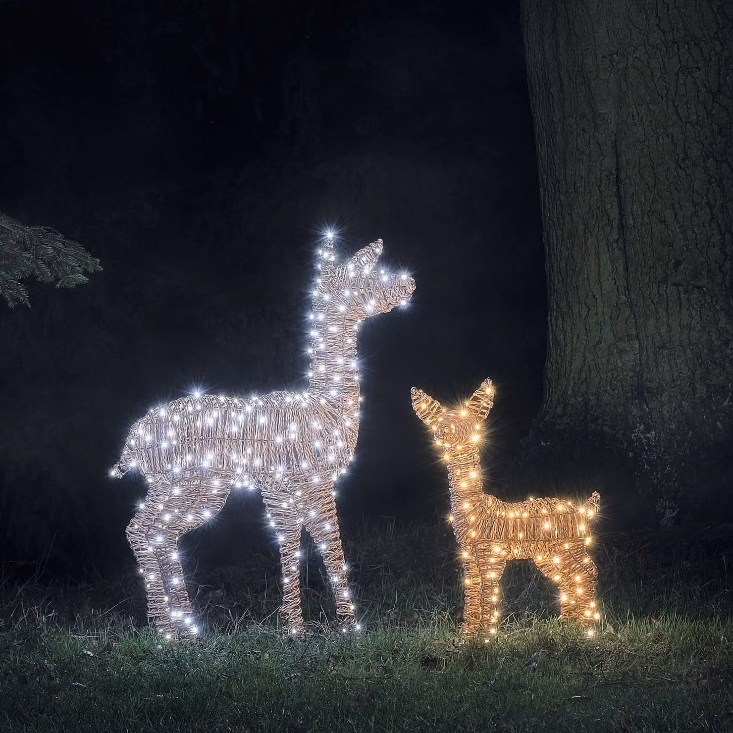 Pateley Dual LED Rattan Fawn and Doe Light Up Reindeer Duo in Brown and Black
