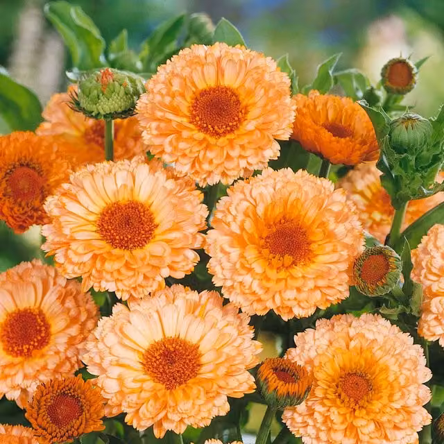 Unwins Pink Surprise Calendula Flower Seeds, Orange