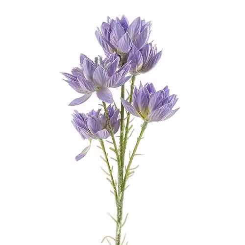 Leaf Purple Starflower Artificial Silk Flowers, 60 cm Height