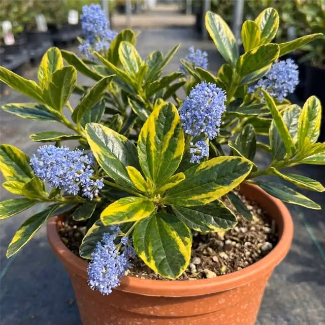 Plants by Post Ceanothus Zanzibar Ornamental Shrub with Blue Flowers and Gold and Green Variegated Foliage, 3L Pot