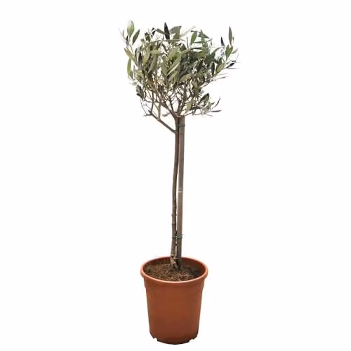 Thompson and Morgan Olive Tree Standard Olea europaea with Grey-Green Foliage and Green Fruit in 1x 18cm Pot – 3