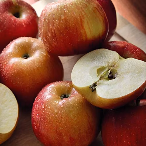 Thompson and Morgan Braeburn Apple Mini Patio Fruit Tree in a 5L Pot – 3