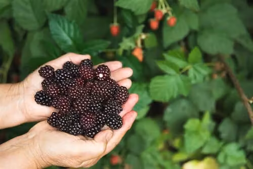Direct Plants 3x Evergreen Thornless Blackberry Fruit Plants in 2/3 Litre Pots – 2