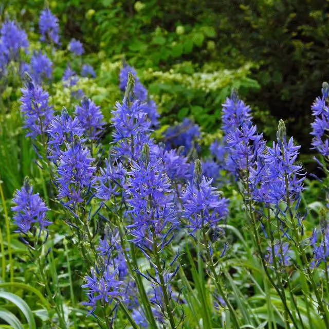Marshalls Garden Camassia Leichtlinii Blue Ornamental Bulbs