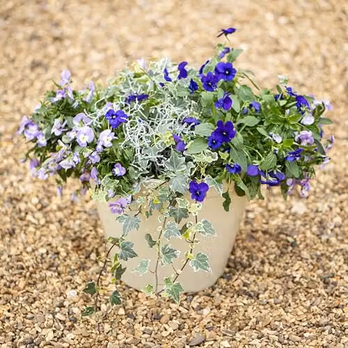 Garden Gear Lindos Glazed Effect Planter, Stone, Diameter: 39.5 cm, Height: 34 cm – 2