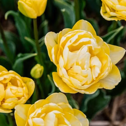 Thompson & Morgan Tulip Wedding Dream Double Ivory White and Yellow Peony-Style Bulbs, 8 Bulbs – 1